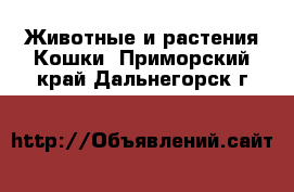 Животные и растения Кошки. Приморский край,Дальнегорск г.